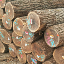 Black walnut logs