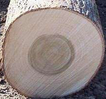 Boxwood logs