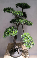 羅漢松