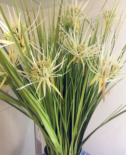 5叉兰花草