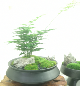 植物盆景