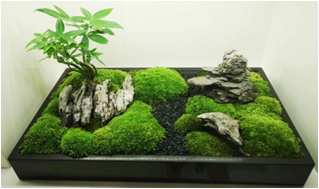 植物盆景