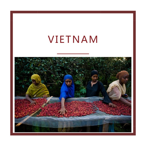 越南 罗布斯塔 G1 18目   水洗抛光