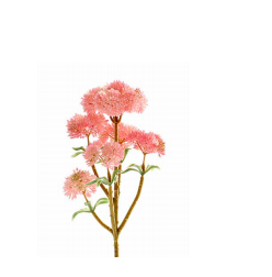 6 頭菜花頭 - 粉