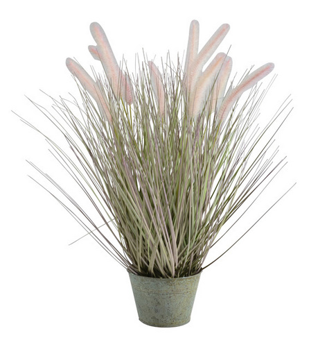 植物H032