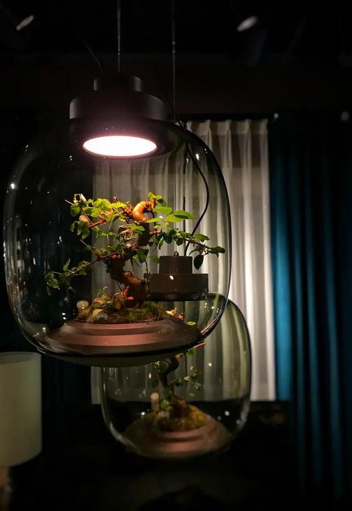“神秘园 Secret Garden ”现代简约玻璃盆景植物吊灯NSLT-N013010330ABC