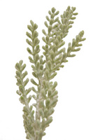 家居裝飾仿真花干花
