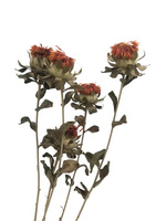 家居裝飾仿真花干花