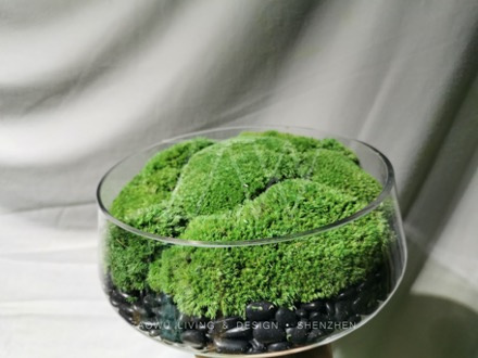 永生苔藓微景观