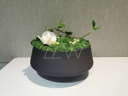 永生苔藓微景观