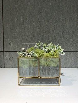 永生苔藓微景观