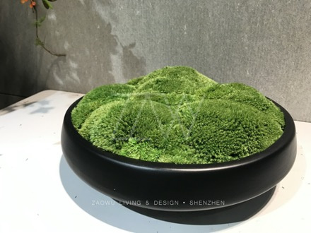 永生苔藓微景观