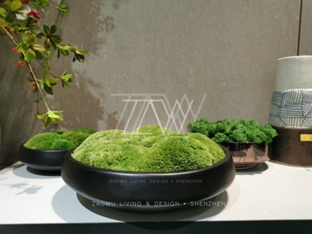永生苔藓微景观
