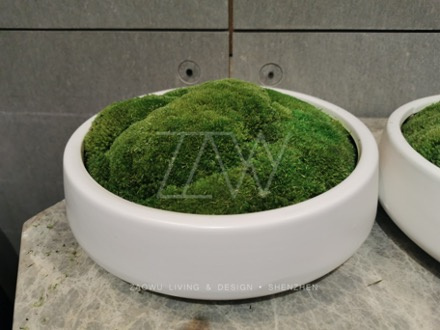 永生苔藓微景观