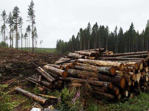 Finland's Timber Prices Hit 30-Year High as Chinese Demand Shows First Sign of Recovery