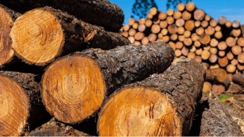 US Timber Supply Plunges 63%, China's Log Imports Down 11% in First Half of 2025