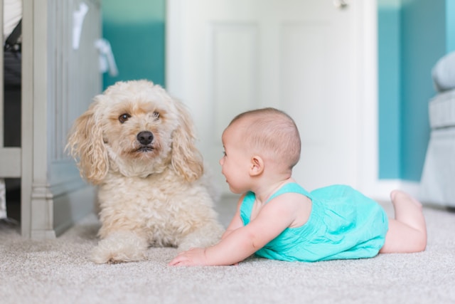 A baby and a dog playing on the carpeted floor..jpg